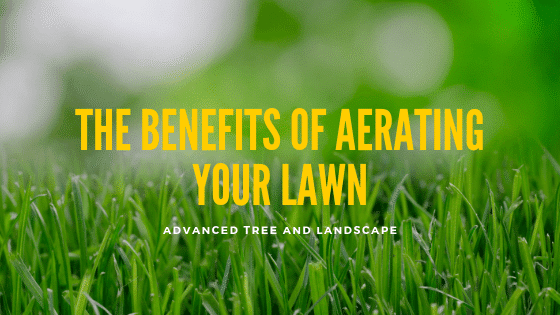 The Benefits of Aerating Your Lawn